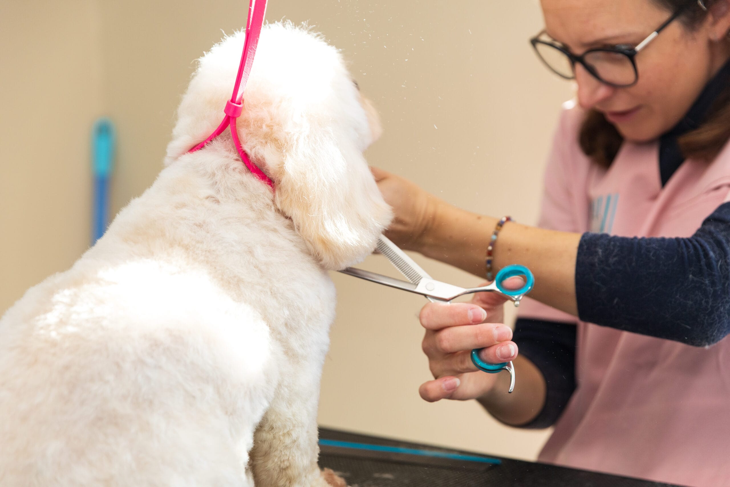 Katie scissoring a dogs face with Abbfabb scissors