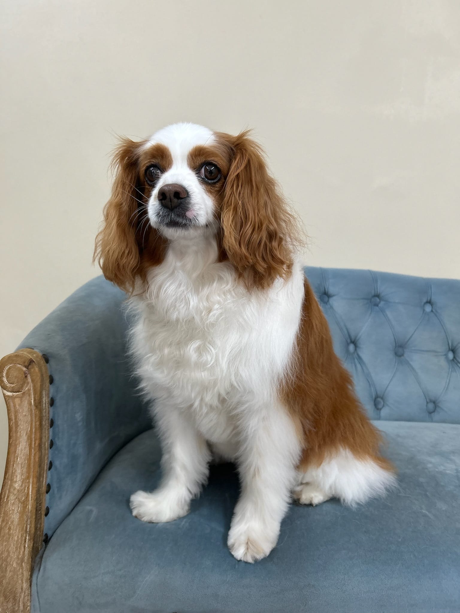 Cavalier King Charlies Spaniel
