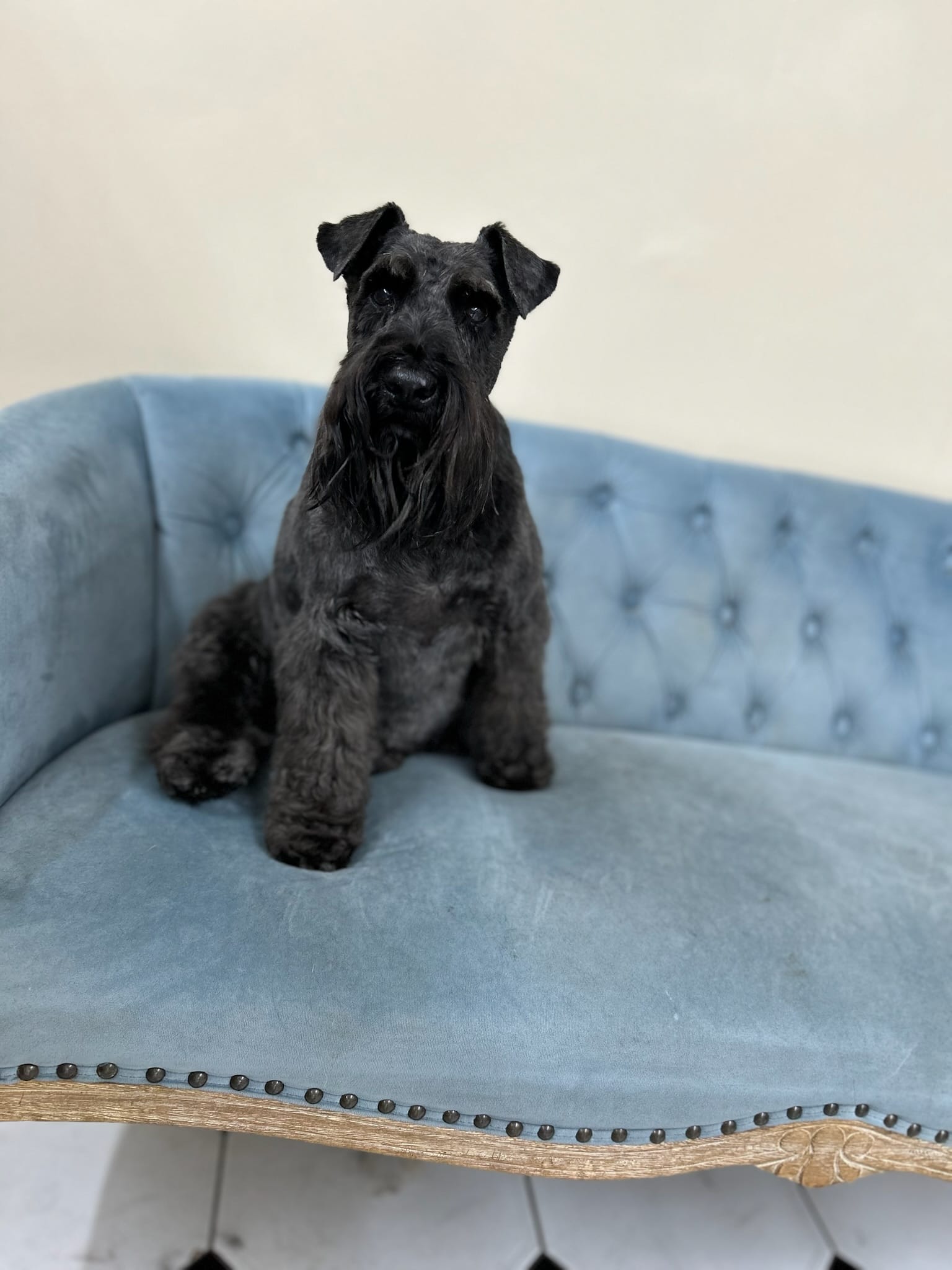 Miniature Schnauzer