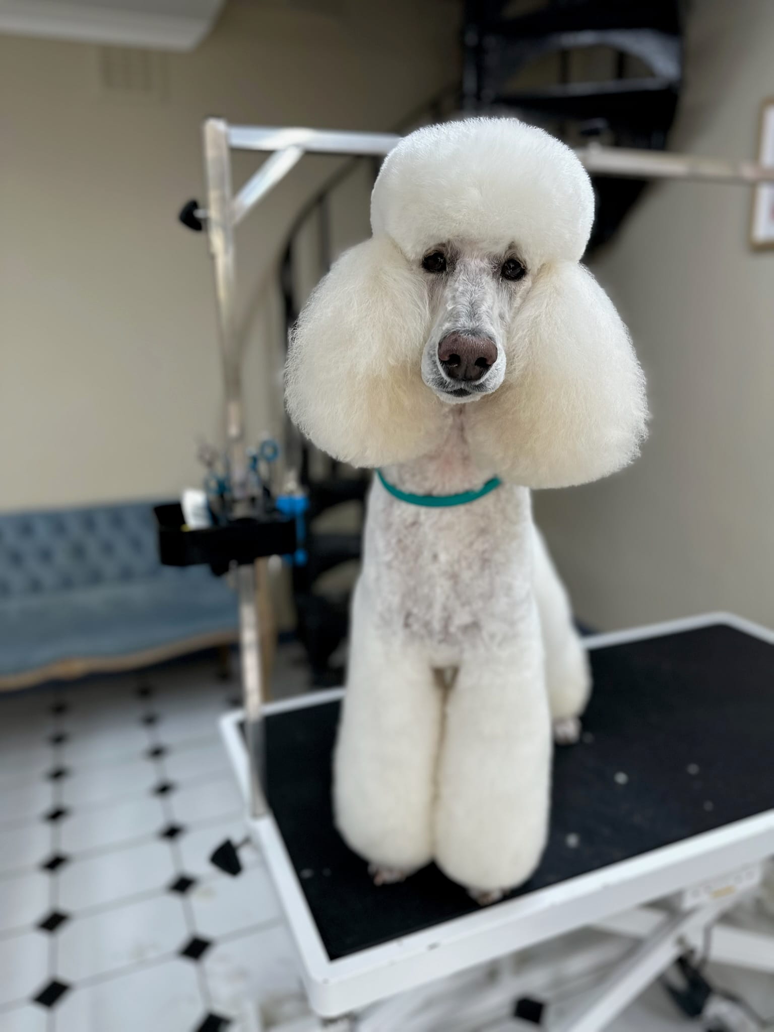 Standard Poodle
