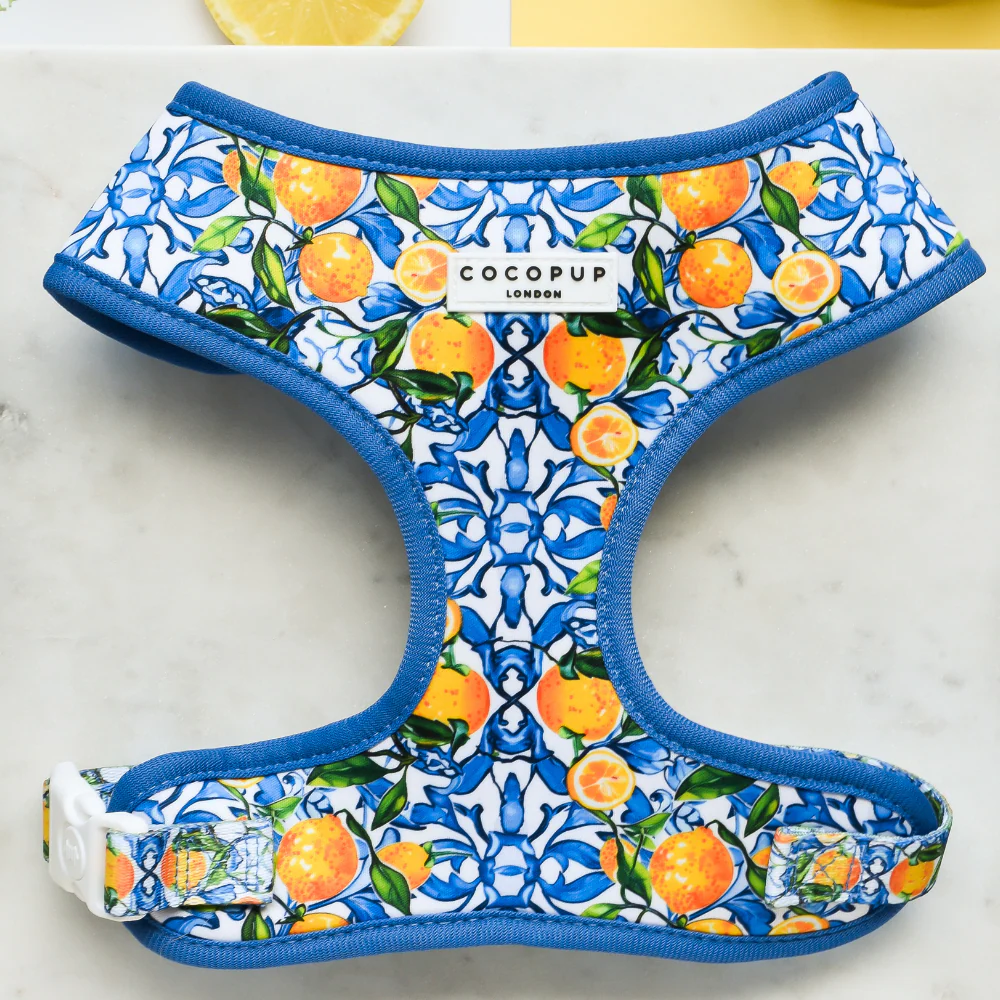 orange harness cocopup